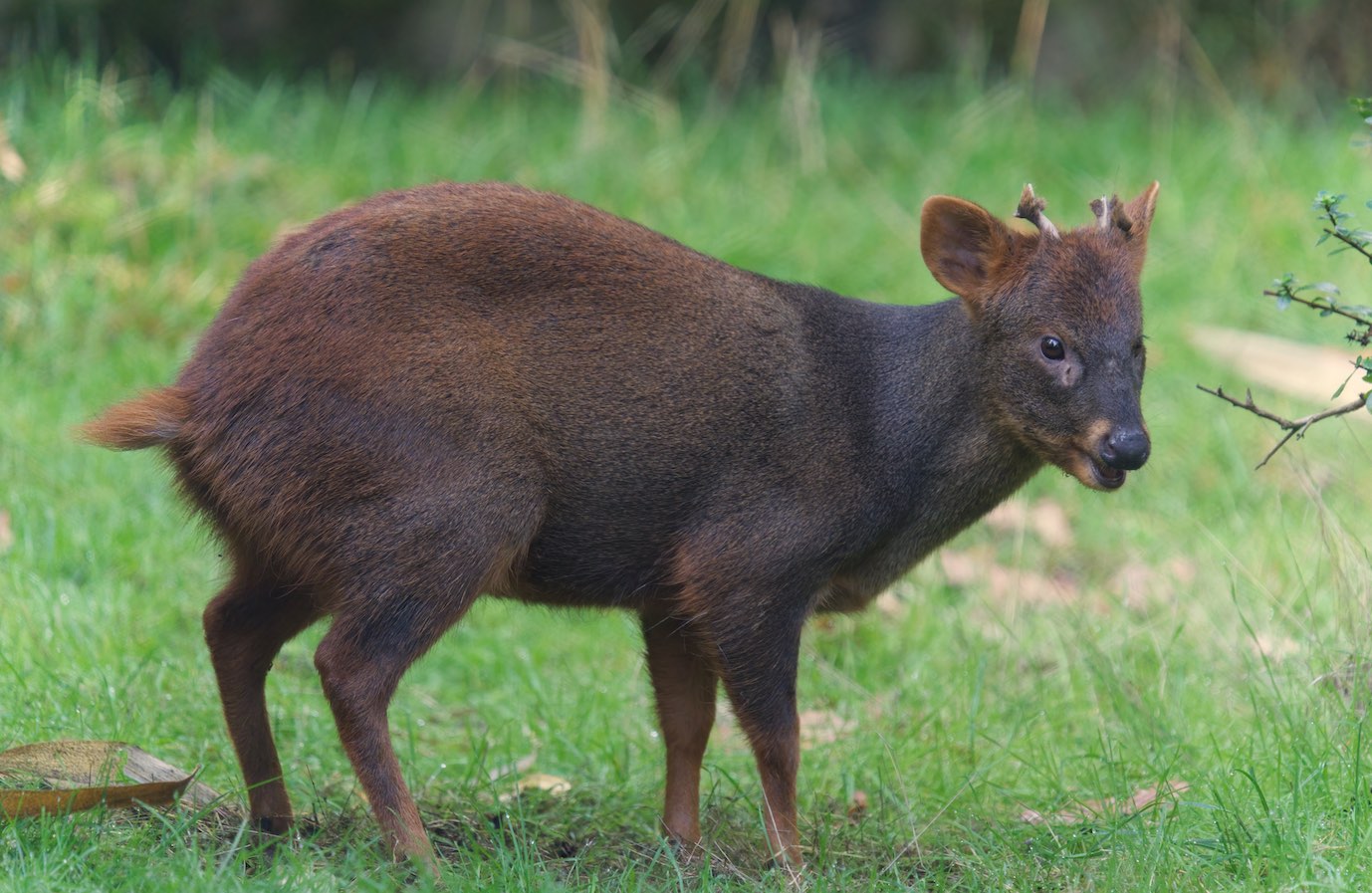 Pudu 2 1006